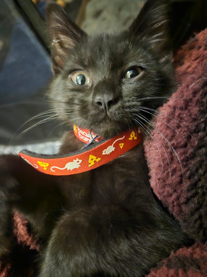 Black Cat with Red Collar / Kuro